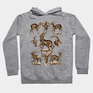 Ernst Haeckel Antilopina Antelope Hoodie